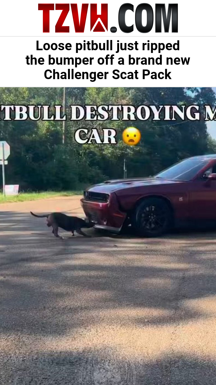 Loose pitbull just ripped the bumper off a brand new Challenger Scat Pack