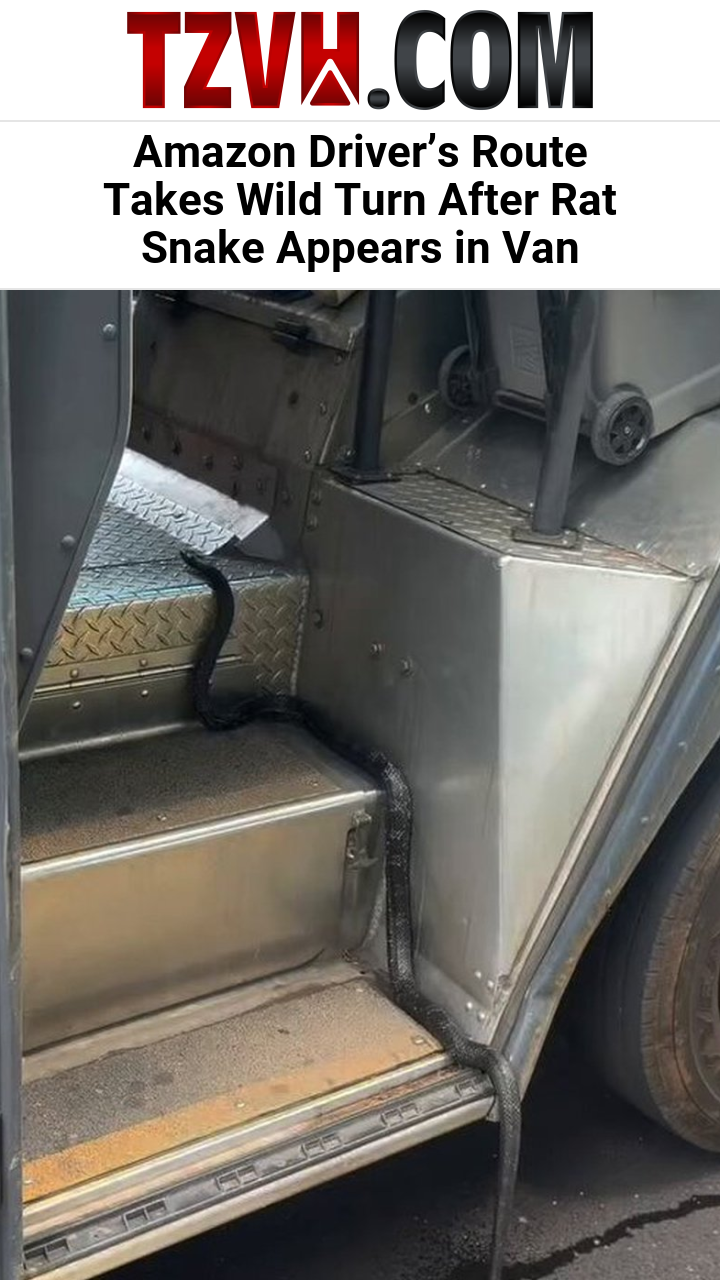Amazon Driver’s Route Takes Wild Turn After Rat Snake Appears in Van