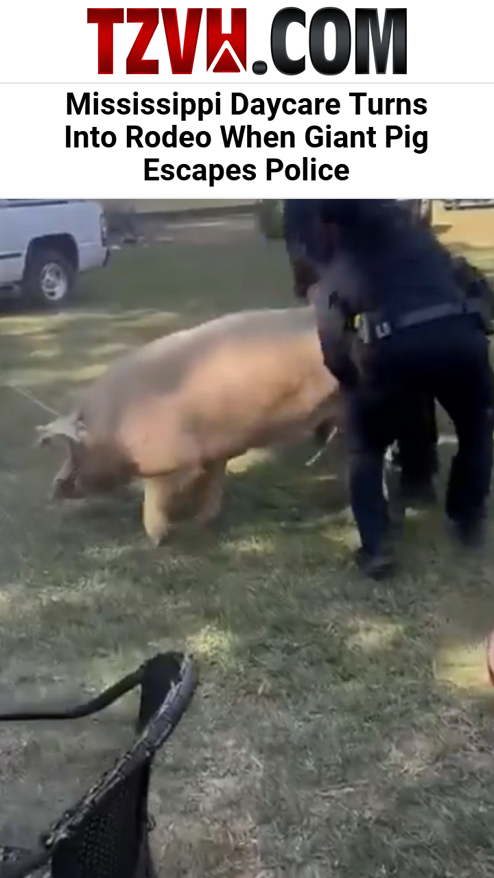 Mississippi Daycare Turns Into Rodeo When Giant Pig Escapes Police