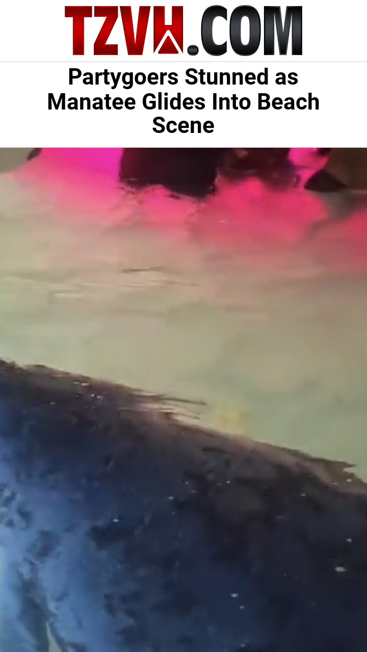 Partygoers Stunned as Manatee Glides Into Beach Scene