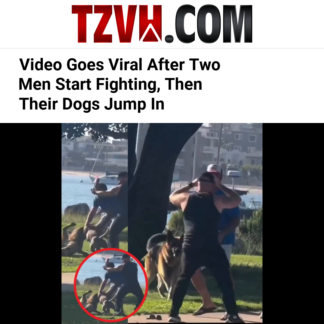 Video Goes Viral After Two Men Start Fighting, Then Their Dogs Jump In