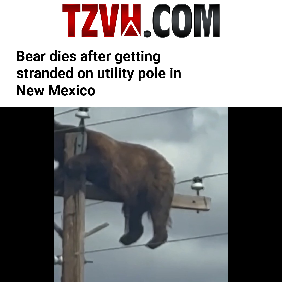 Bear dies after getting stranded on utility pole in New Mexico