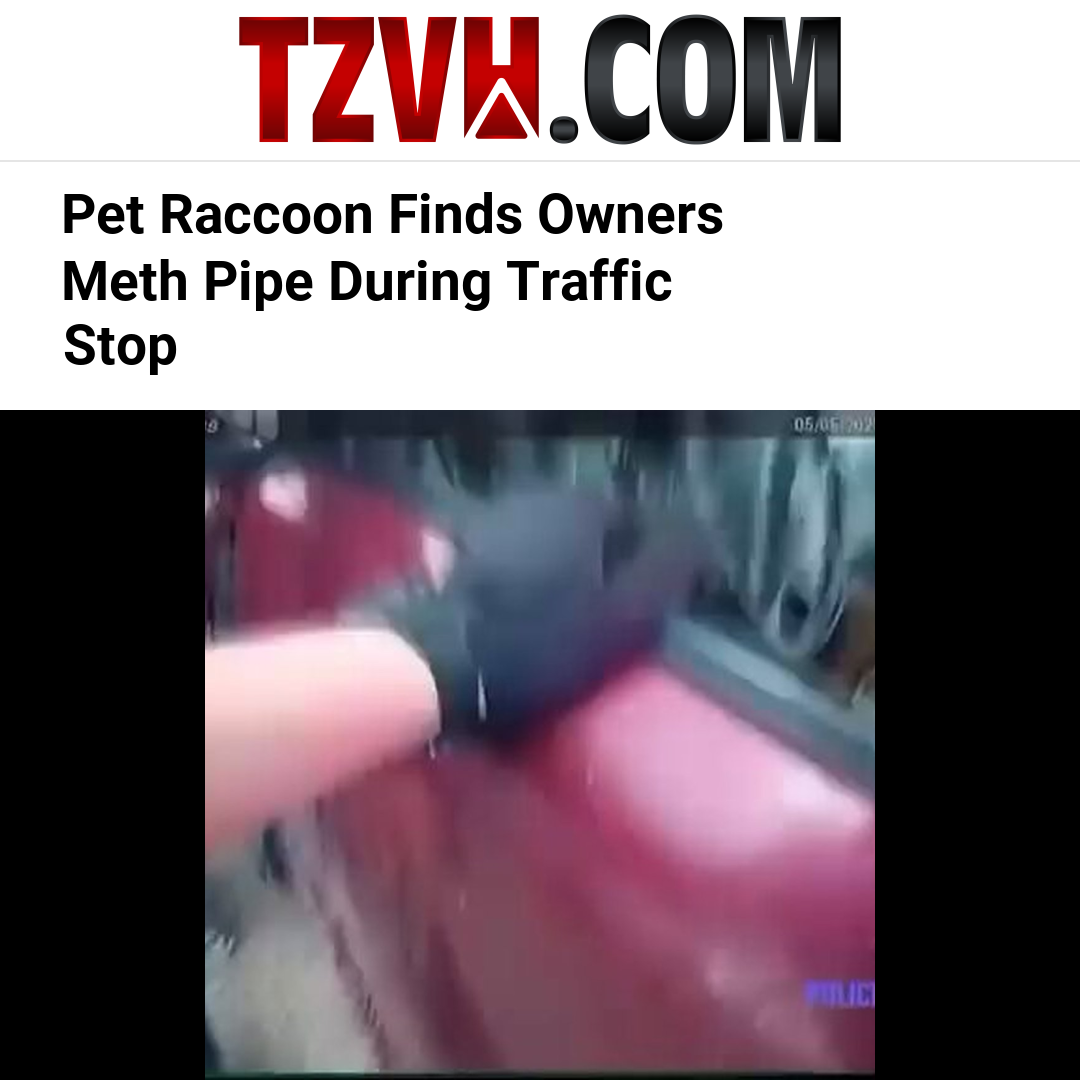 Pet Raccoon Finds Owners Meth Pipe During Traffic Stop