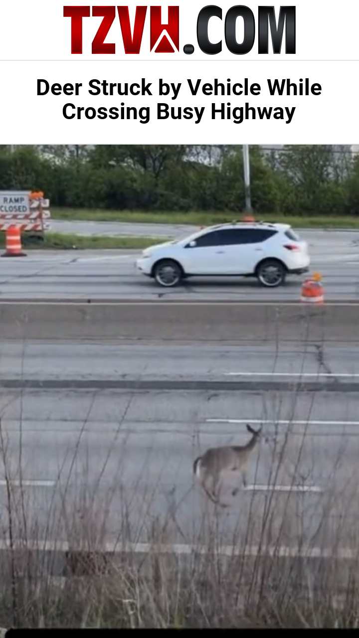 Deer Struck by Vehicle While Crossing Busy Highway