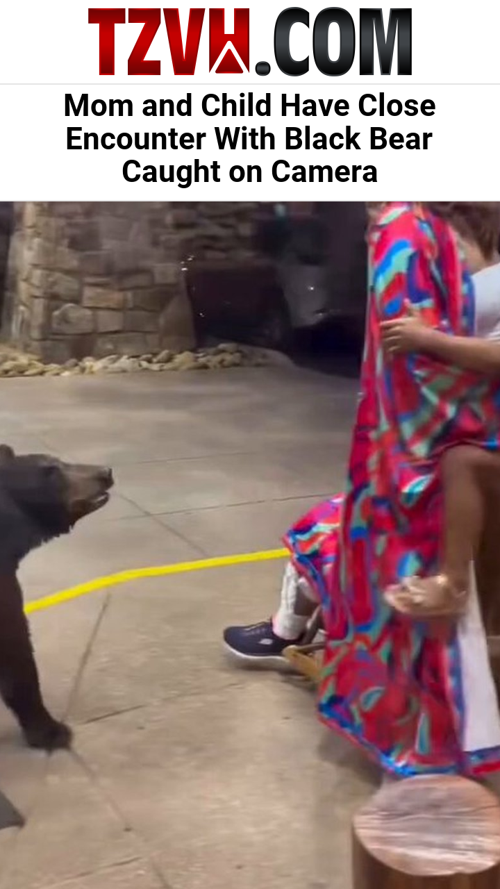 Mom and Child Have Close Encounter With Black Bear Caught on Camera