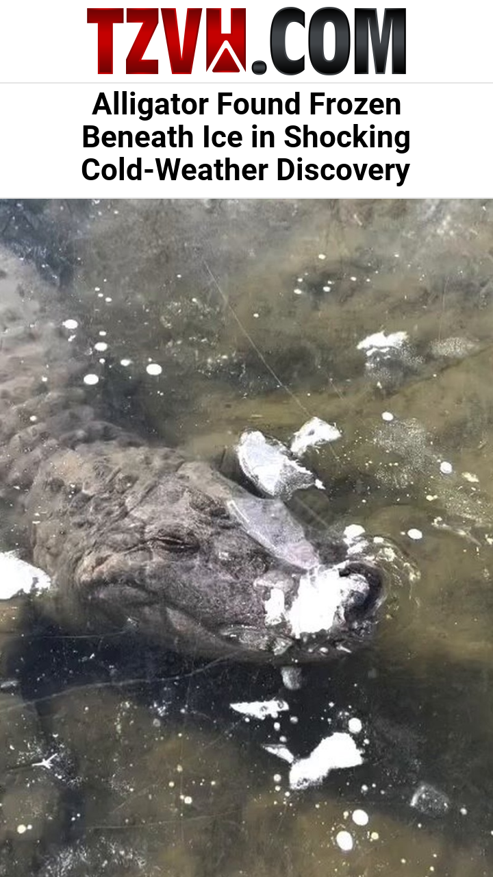 Alligator Found Frozen Beneath Ice in Shocking Cold-Weather Discovery