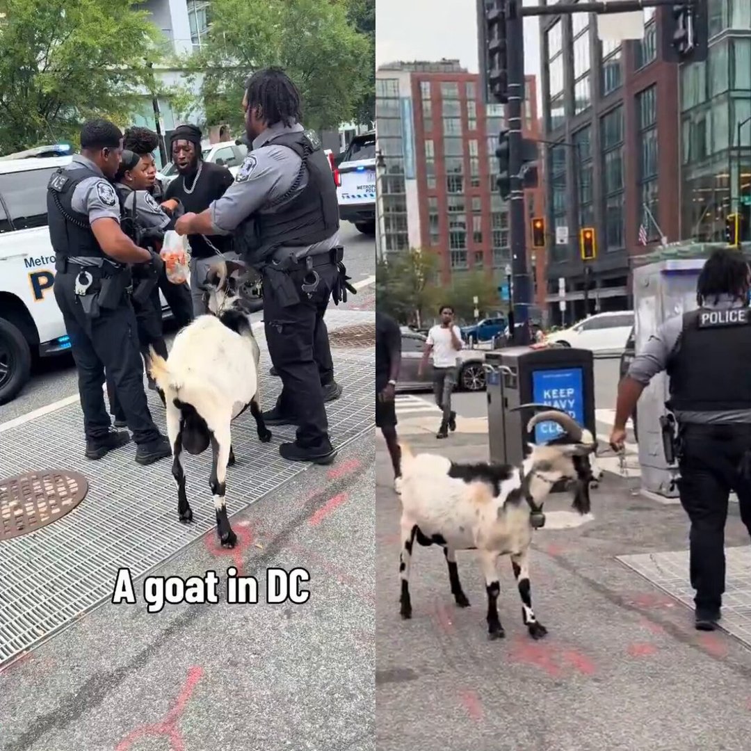 Man Goes Viral After Arrest for Walking Goat in Washington, D.C.