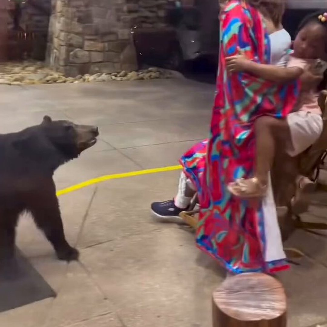 Mom and Child Have Close Encounter With Black Bear Caught on Camera