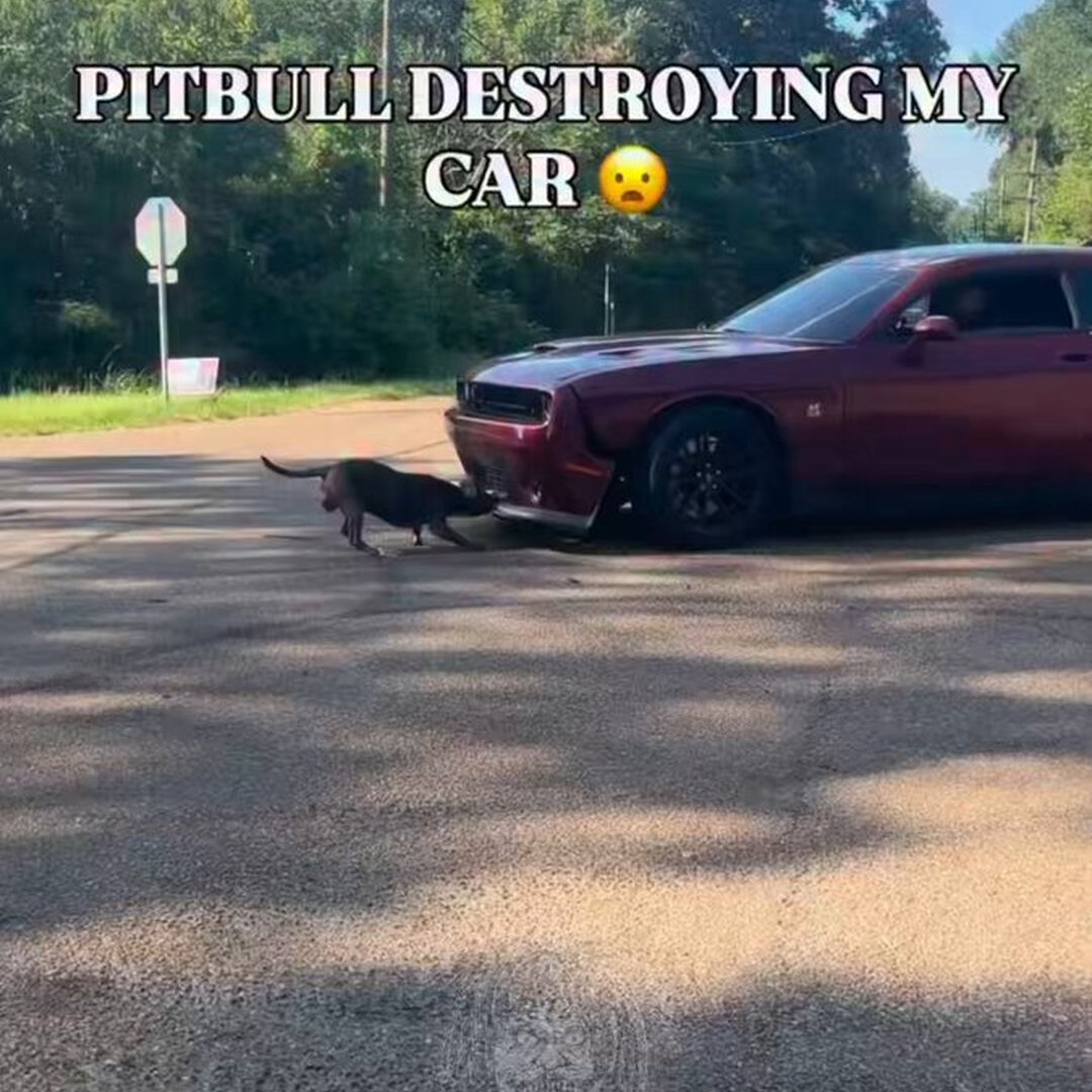 Loose pitbull just ripped the bumper off a brand new Challenger Scat Pack
