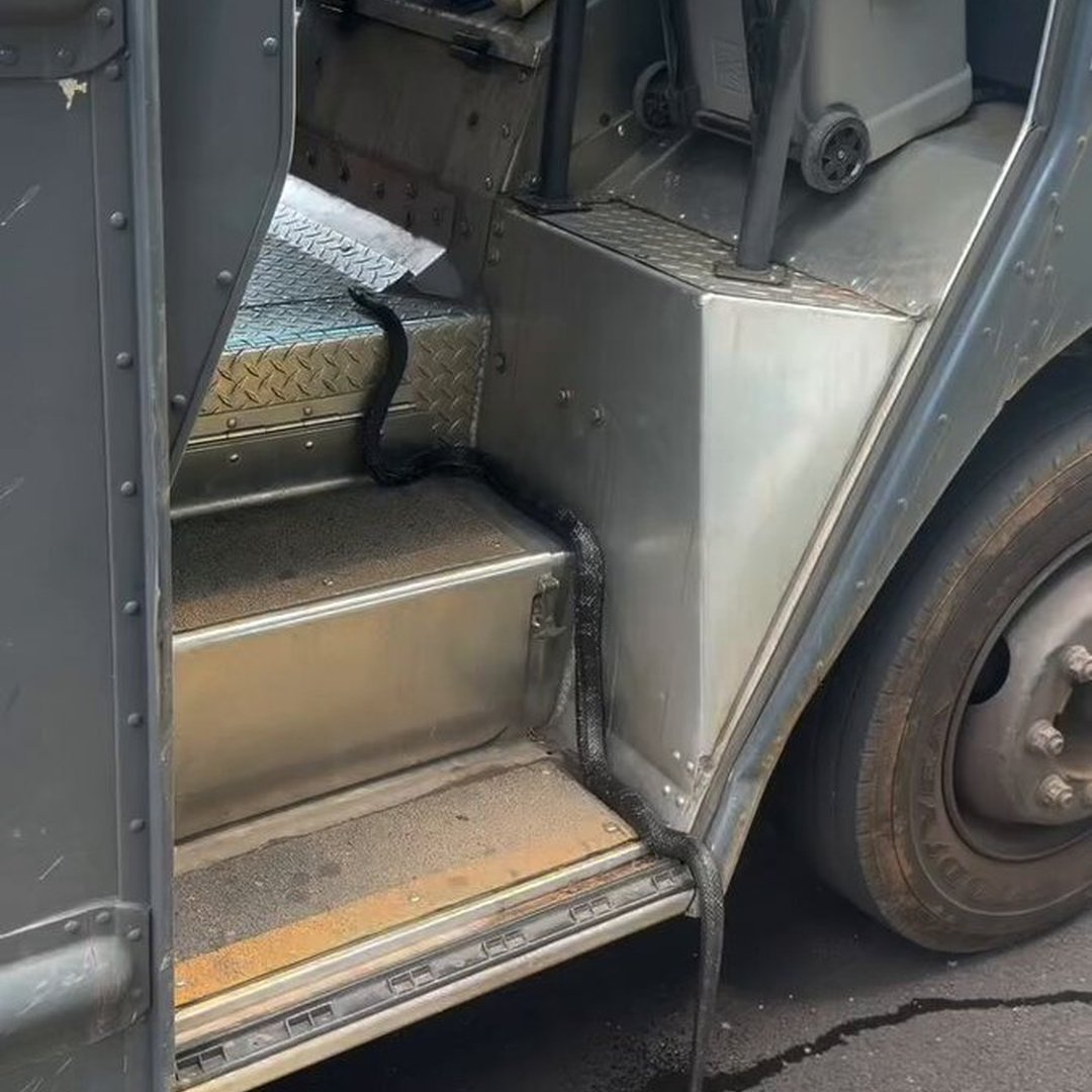 Amazon Driver’s Route Takes Wild Turn After Rat Snake Appears in Van
