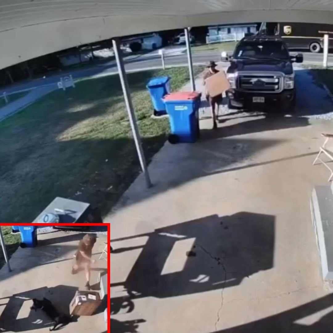 UPS Driver Throws 30-Pound Package at Charging Dog, Then Confronts Owner