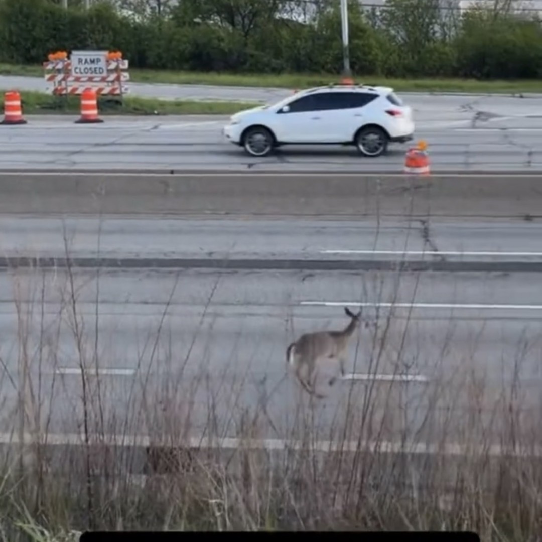Deer Struck by Vehicle While Crossing Busy Highway