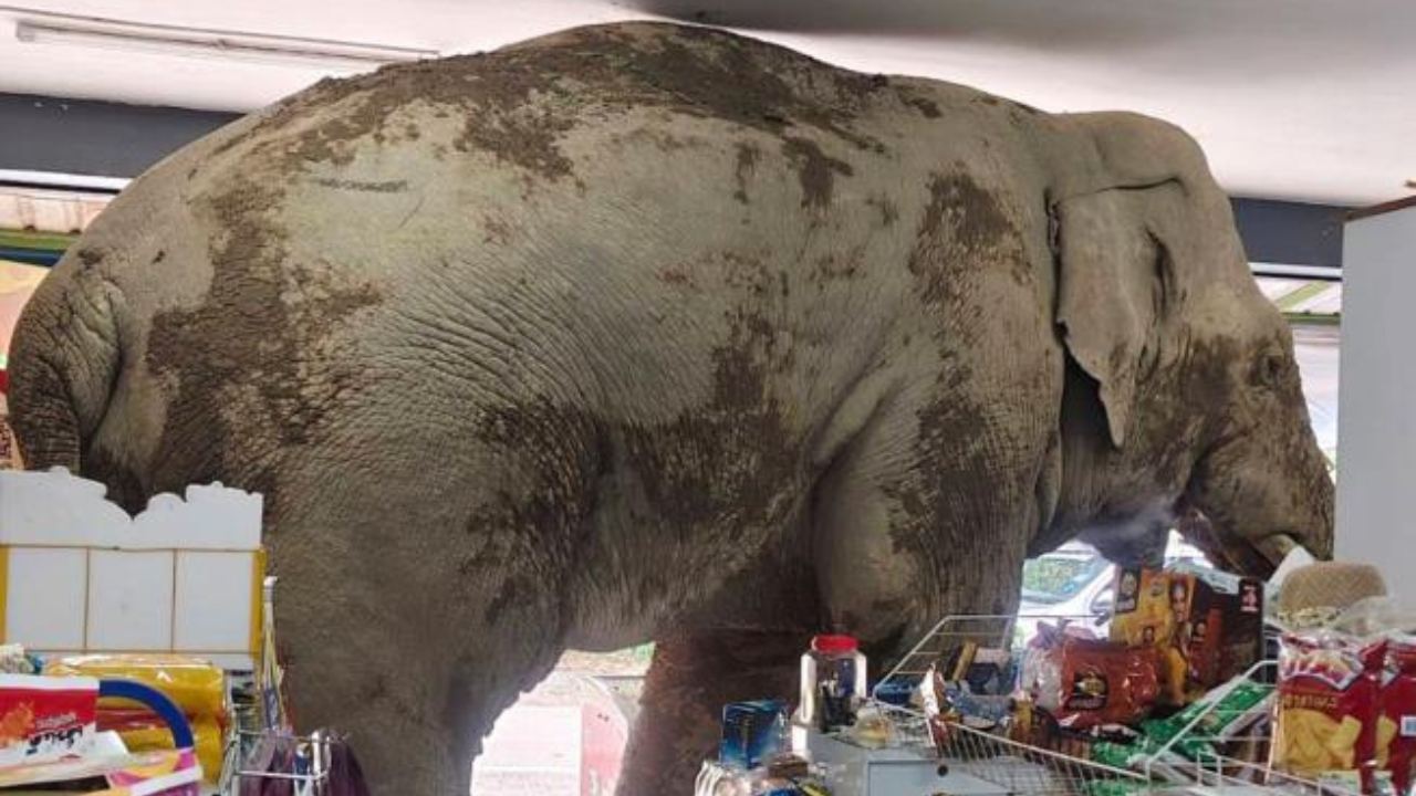 Footage Of A Wild Elephant Raiding A Grocery Store In Thailand