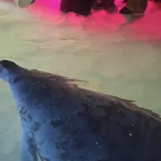 Partygoers Stunned as Manatee Glides Into Beach Scene