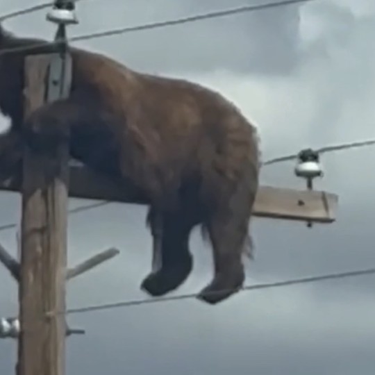 Bear dies after getting stranded on utility pole in New Mexico