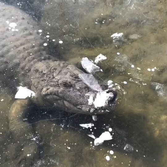 Alligator Found Frozen Beneath Ice in Shocking Cold-Weather Discovery