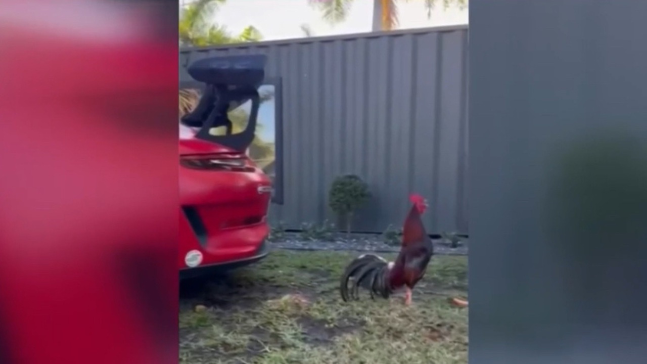 Man caught on camera viciously beating rooster in Fort Lauderdale neighborhood